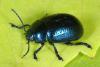Chrysolina geminata